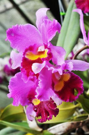 Und das ist immer noch einer meiner wunderbaren Orchid - Cattleya. Ich freunde mich mit ihr vor kurzem.