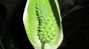 Warum Spathiphyllum (weibliches Glück) grüne Blüten. Wir beschäftigen uns mit den Problemen zusammen