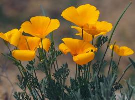 Nicken Bekanntschaft mit eschscholzia für helle Blumenbeete