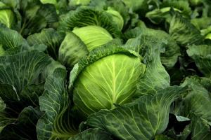 Protect cabbages von Schädlingen - einfachste und beste Weg