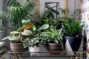6 stilvolle und originelle Art und Weise Ihr Haus Pflanzen dekorieren