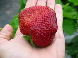 Die zweite Hälfte des Sommers - Zeit zu pflanzen und bepflanzen Erdbeeren für eine reiche Ernte