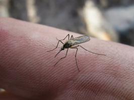 Chalet Tricks: Die Reparatur der Gartenschlauch, undichte Fässer, erhalten von Mücken loswerden