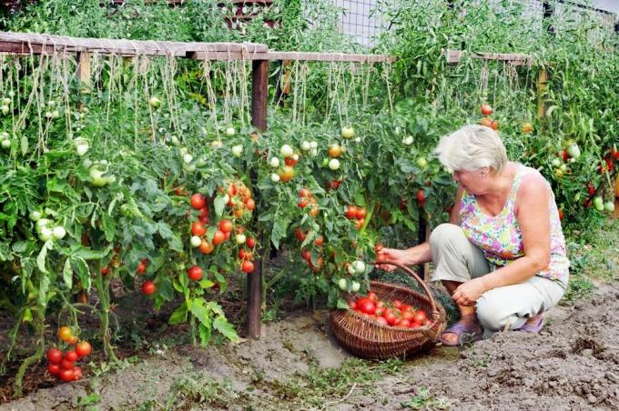 Ernte Tomaten (superdom.ua)