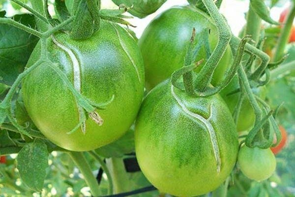 Knacken und grüne Tomaten