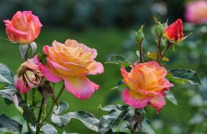 Ich enthülle mein Geheimnis Soda Verjüngen Rosen im Garten