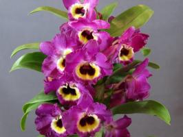 Erstaunlich Dendrobium. Merkmale des Anbaus und der Pflege