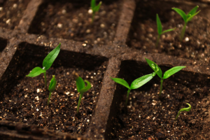 Zweite Generation Hybriden - wird die Samen des Paprika von den Geschäften sät