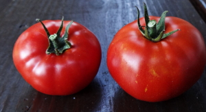 Das berühmte Tomate-grade Wunder „Mongolian Zwerg.“ Auf seiner Ausbeute hörte viele Gärtner!