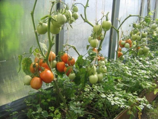 Ripening Tomaten im Gewächshaus kann beschleunigt werden! (Mojateplica.ru)