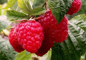 5 Beeren, die im Garten sein muss