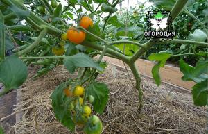 Beim Entfernen aus den Blättern von Tomaten, schrittweise Anleitung