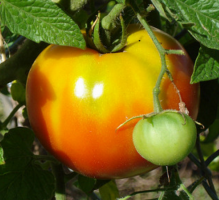 Enthüllt die Geheimnisse der Erhaltung frische Tomaten im Winter
