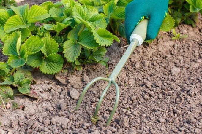 Stellen Sie sicher, proryhlit Boden vor dem Mulchen | Garten & Gartenbau