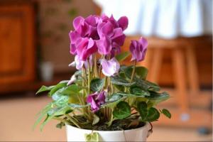 Wie ein Cyclamen zu halten, kauft die Blüte? Geprüft - Tipps Arbeit