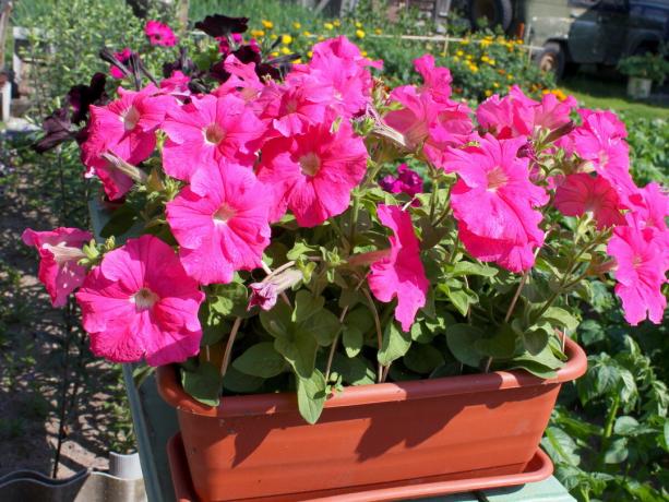Ich kaufe immer Hybridsorten von Petunien. Mark F1 Blumen, die sie größer sind, die Farbe - hell und sehr blühen - viel mehr!