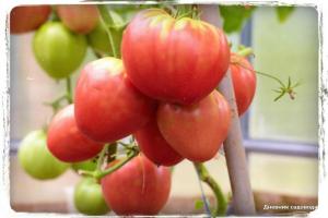 5 süßen Tomatensorten