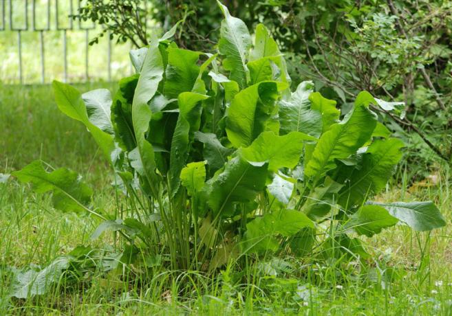 Wie wird man von Meerrettich befreien oder Taglilien? | Garten & Gartenbau