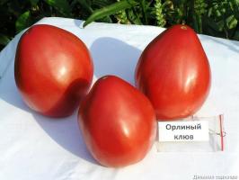 4 besten Tomatensorten für Gewächshäuser und Freiland. Top von Experten zusammengestellt.