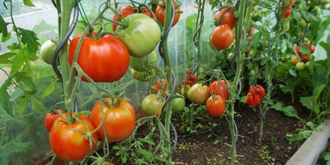 Sorten von Tomaten „Bullish Herzen“