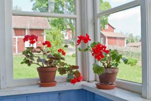 Für ein besseres Fenster der Geranien, Orchideen, Veilchen zu setzen und Spathiphyllum