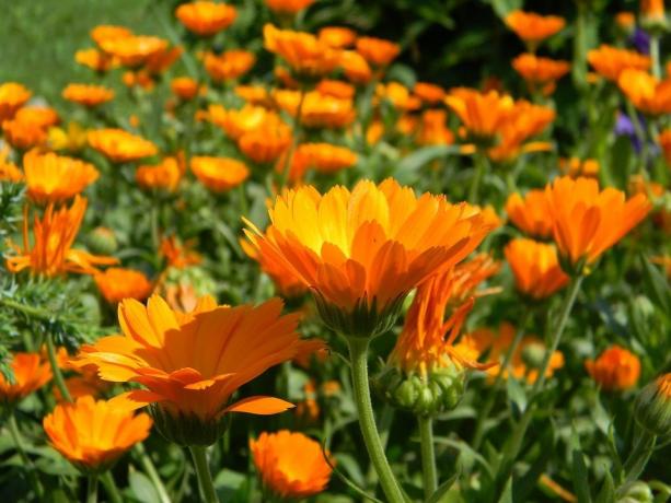 Marigold Samen keimen sehr gut, und die Pflanzen selbst - sind schnell wachsende und Form Knospen!