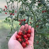 Kirsche Warum vor dem Einpflanzen Tomaten denken sollte? Fliegen in der Suppe