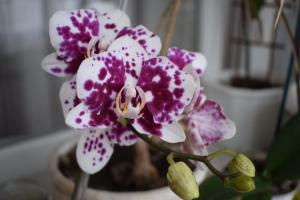 5 Schritte zu einem schönen Orchidee Phalaenopsis Haus