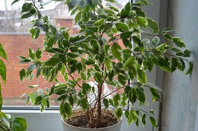 Ficus benjamina ist außerhalb des Fensters aus dem kleinen Fenster der Winterlandschaft zu beobachten. Foto: houser.su