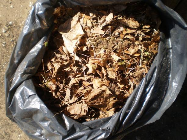Blatt-Abfall in einem Müllsack für die Kompostierung