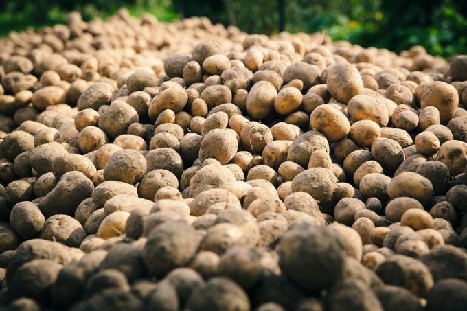 2 dumme Fehler Kartoffelanbau | Garten & Gartenbau