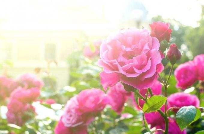 Blooming Rose. Fotos in dem Artikel - aus dem Internet genommen.