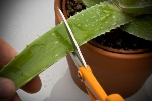 Warum sollte ich geschnitten Aloe und wie man es richtig tun