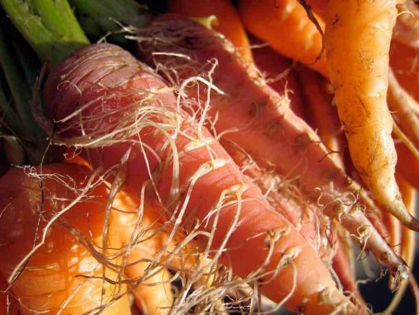 Carrot-mohnatka, die eindeutig im Boden verbraten