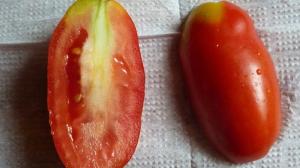 Warum Tomaten weiß und starr seredinka.