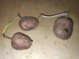 Strom aus Kartoffeln - führt ein einfaches Experiment