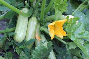 Wonder Dünger für Zucchini. Wachsen Gemüse Aufzeichnung ohne Probleme