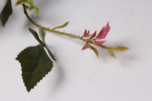 Rebschnitt Rosen im Sommer für die zweite Welle der Blüte 🌹 jedes Jahr nicht: warum und wie