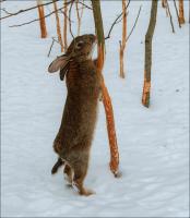 KEINE Nagetiere: protect Garten Bäume von Kaninchen und Mäusen