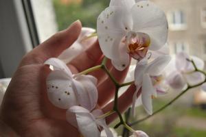 Dunkle Flecken auf den Blüten der Orchideen und wie das Problem zu lösen