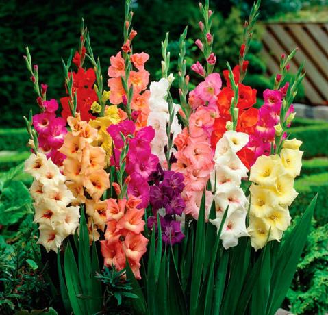 Helle kleine Familie Gladiolen. Fotos für die Veröffentlichung aus dem Internet genommen