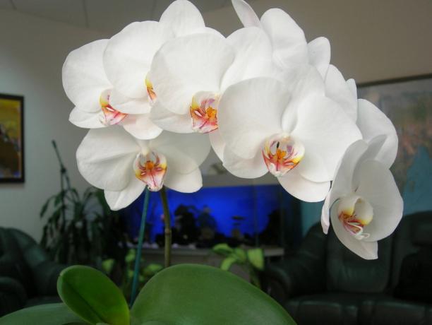 Phalaenopsis - eine stilvolle Dekoration für das Haus (Foto für einen aus dem Internet Artikel)