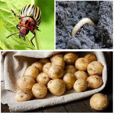 Auf dem Foto - Kartoffelschädlinge: Kartoffelkäfer und Drahtwürmer