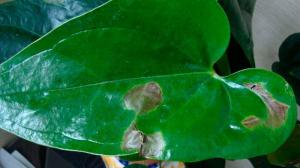 Dunkle Flecken auf den Blättern von Zimmerpflanzen: wie die Ursache zu ermitteln und die Blume retten