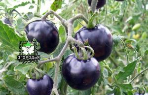 Collect Samen von Tomate-Hybriden - Überraschungen aus meiner Erfahrung