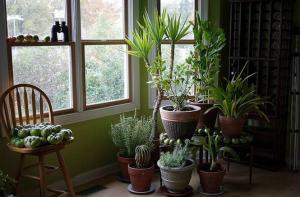 5 Tropenhaus Pflanzen, die wenig oder keine Wartung erfordern