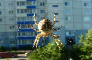 Warum kann nicht die Spinnen berühren in Ihrem Haus leben.