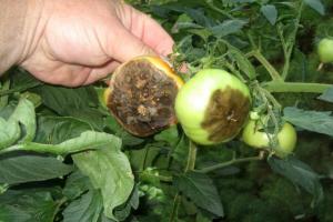 Juli - die Zeit der obligatorischen Verarbeitung von Tomaten gegen Phytophthora. Die Notwendigkeit zu verarbeiten.