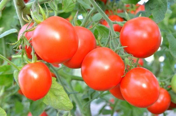 Tomaten auf den Busch. Fotos von otomatah.ru