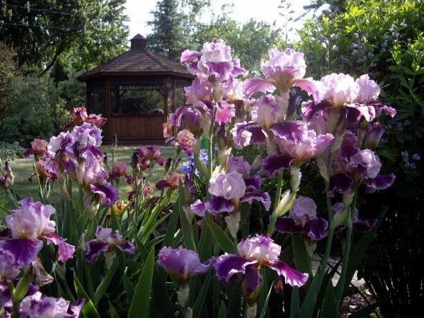 In Russland ist die Iris Iris im Volk und in der benachbarten Ukraine - Pivnik, ich meinen Schwanz